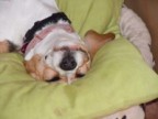 Roadcamper BEAGLEs Avatar