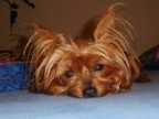 Emmas-mobile-Hundehüttes Avatar